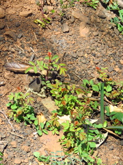 Rosa spithamea