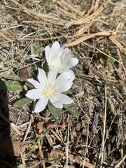 Lewisia brachycalyx