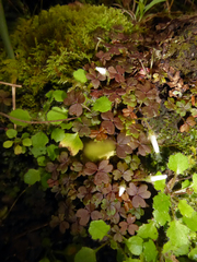 Oxalis magellanica