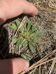 Lewisia brachycalyx