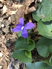 Viola sororia