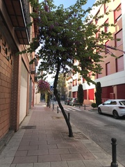 Cercis siliquastrum