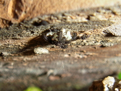 Coccinella septempunctata