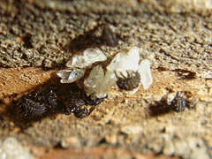 Coccinella septempunctata