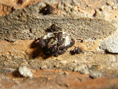 Coccinella septempunctata