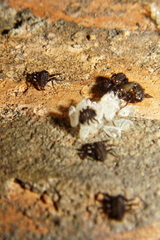 Coccinella septempunctata