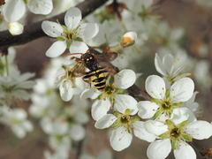 Nomada lathburiana