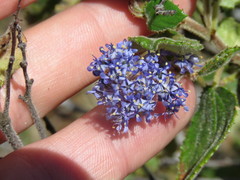 Ceanothus