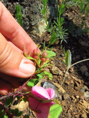 Rosa spithamea