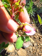 Rosa spithamea