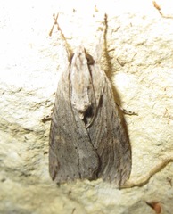 Melipotis acontioides