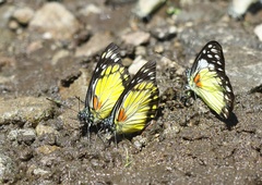 Prioneris autothisbe