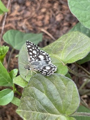 Spialia
