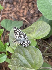 Spialia