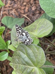 Spialia