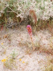Castilleja exserta venusta