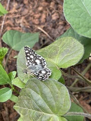 Spialia