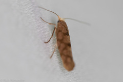 Argyresthia alternatella