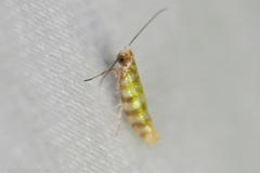 Argyresthia quadristrigella