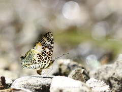 Symbrenthia hypselis