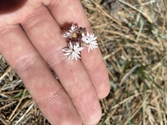 Lithophragma tenellum
