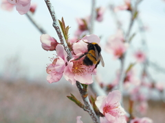 Bombus haematurus