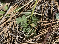 Lithophragma tenellum