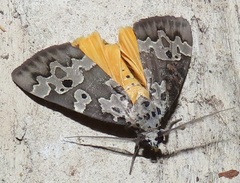 Sommeria culta
