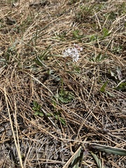 Lithophragma tenellum