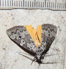Sommeria culta