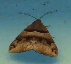 Dysgonia angularis