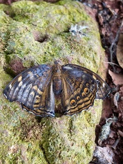 Junonia chorimene