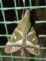 Nephele argentifera