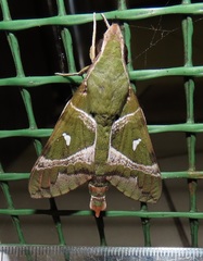 Nephele argentifera