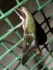 Nephele argentifera