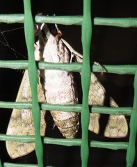 Nephele argentifera