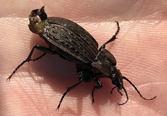 Carabus maeander