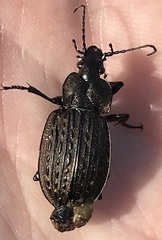 Carabus maeander
