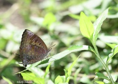 Arhopala