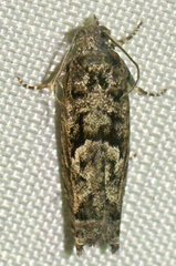 Pseudexentera spoliana