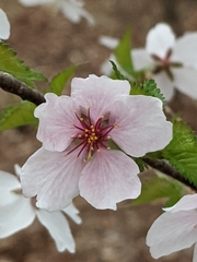 Prunus incisa