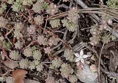 Sedum potosinum