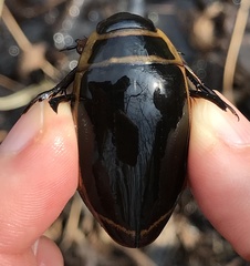 Dytiscus harrisii