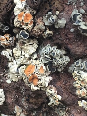 Rhizoplaca chrysoleuca