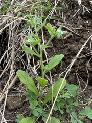 Lithospermum matamorense