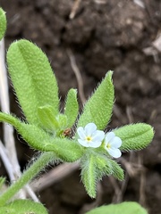 Lithospermum matamorense