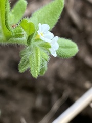 Lithospermum matamorense