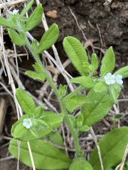 Lithospermum matamorense