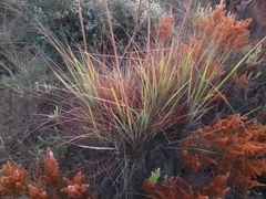 Miscanthus ecklonii