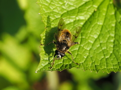 Brachypalpus chrysites